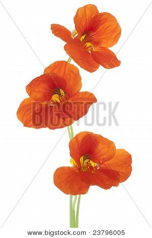 Nasturtium