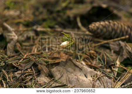 Tiny Bud Of Snowdrop Anemone Uralensis (