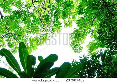Top View Tropical Trees With Branch Leaf On White Isolated Background For Green Foliage Pattern