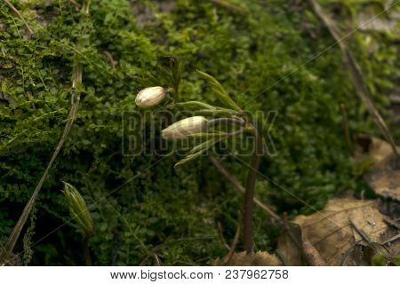 Buds Of Snowdrops Anemone Uralensis (