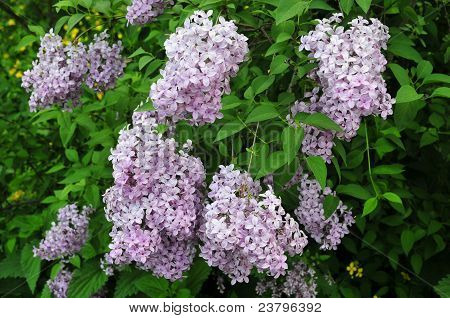 Lilac.Flowering зеленый сиреневый куст в саду.