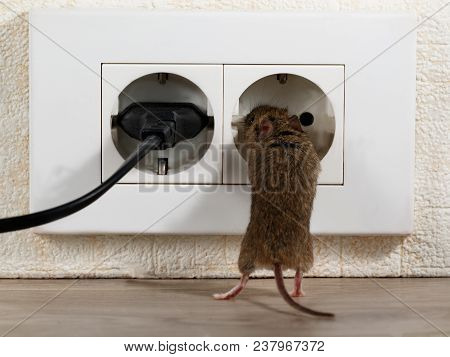 Closeup The Mouse Stands On Its Hind Legs And Climbs In At Electric Outlet