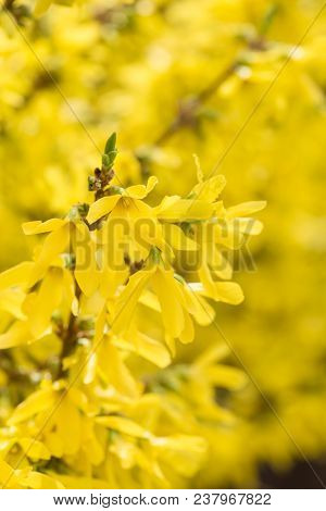 Forsythia Flowers Golden Bell, Border Forsythia (forsythia X Intermedia, Europaea) Blooming In Sprin