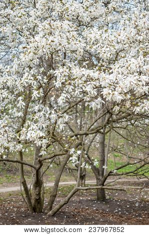 Flowering Beautiful White Magnolia In Spring Park Of Kyiv, Uraine
