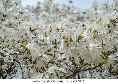 Flowering Beautiful White Magnolia In Spring Park Of Kyiv, Uraine