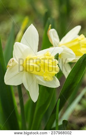 Narcissus Tazetta Paperwhite, Bunch-flowered Narcissus, Bunch-flowered Daffodil, Polyanthus Narcissu