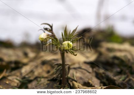 Unopened Buds Of Snowdrops Anemone Uralensis (