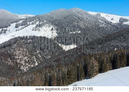 Picturesque Winter Sunny Day Carpathian Mountain View From Skupova Mountain Slope, Ukraine.