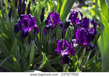 Violet Undersized Irises Blossom In The Garden Against The Backg