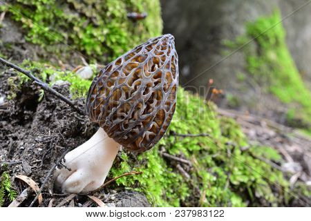 One Single Nice And Healthy Specimen Of Morchella Conica Or Black Morel Mushroom, Grew Up Next To A 