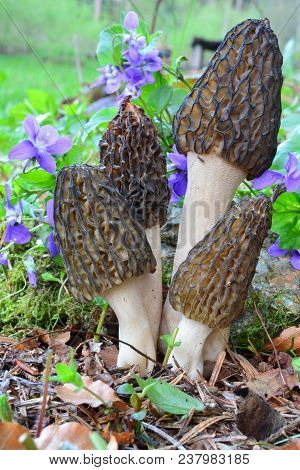 Four Young And Healthy Black Morel Or Morchella Conica Mushrooms Growing Together With Wild Violet F