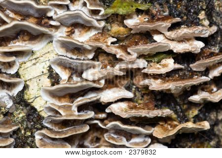 Forest Textures