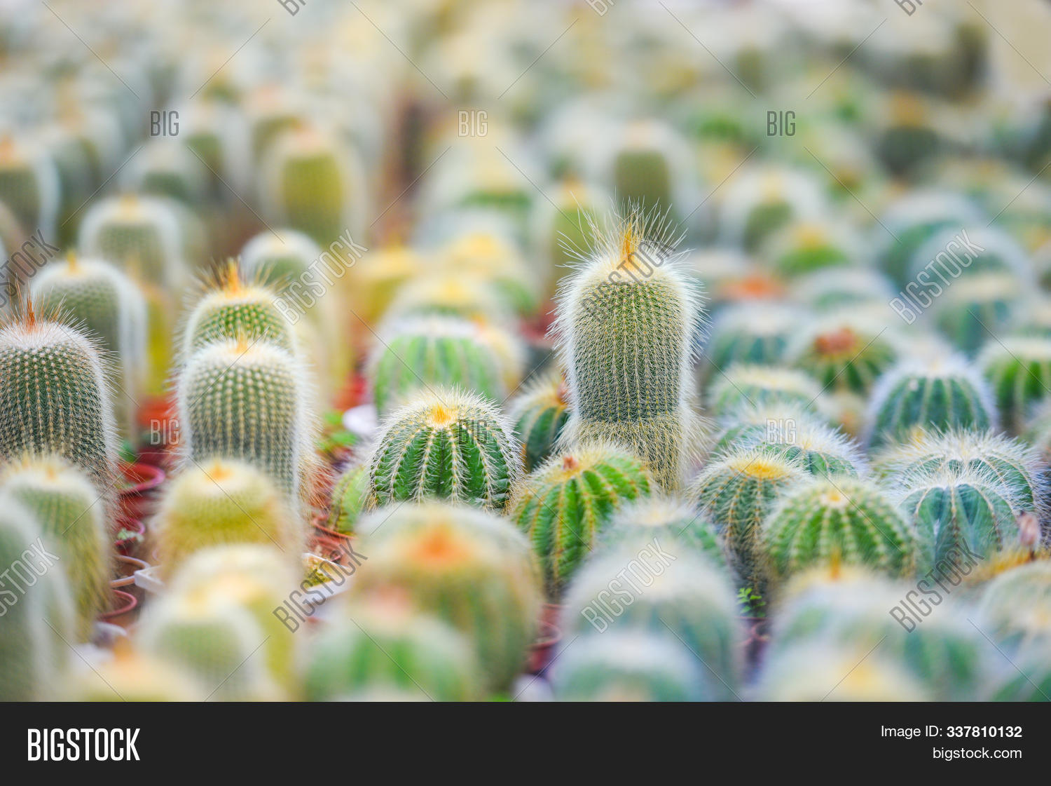 Miniature Cactus Pot Image Photo Free Trial Stock Miniature Cactus Pot Image Photo