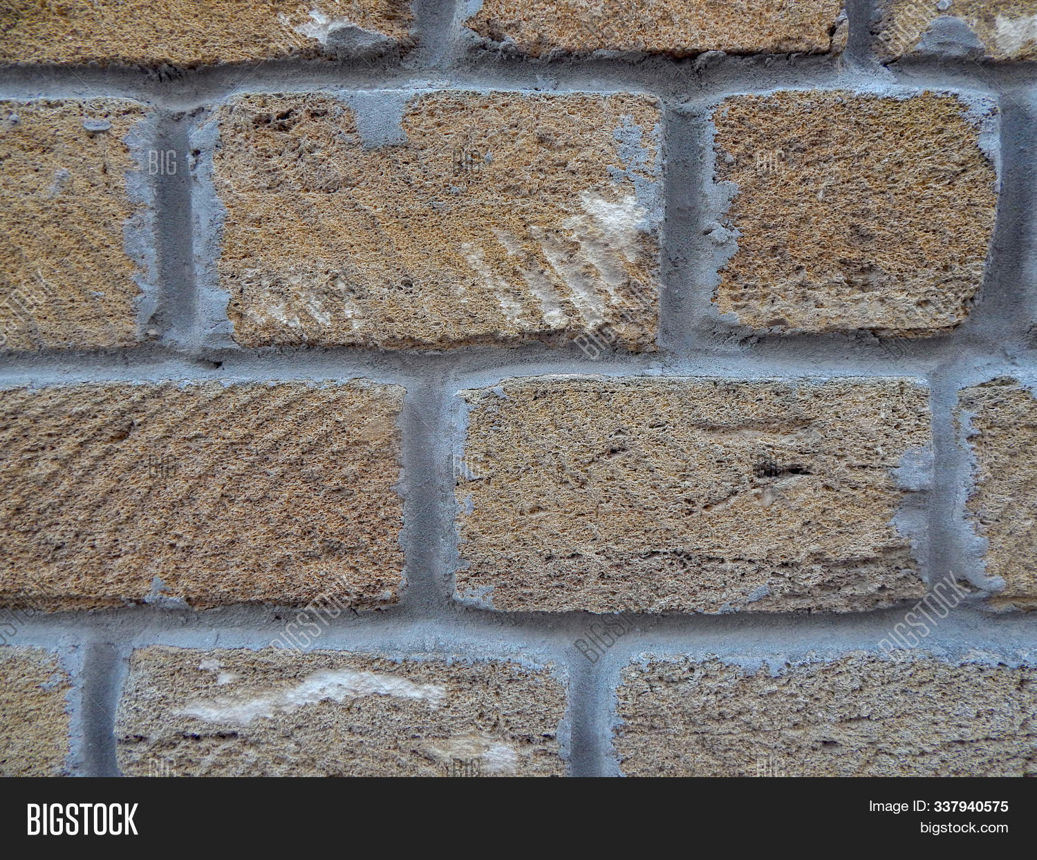 Shell Texture Wall Background Wall Shell Image & Photo (Free Trial) | Bigstock