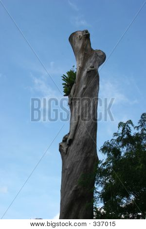 Baldtree