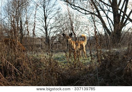 Little Dog In A Autumn Landscape. Dog In The Forest Prepares To Jump. Her Name Is Matilda