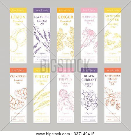 Cosmetic Essencial Oils Vertical Tags. Vector Print Template Set Of Flyers Or Banners. Lavender, Ech