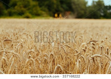 Combine Harvesting Wheat. Sumemr Time. Agriculture Background With Copy Space.