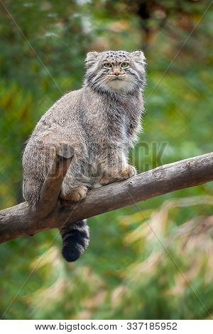 The Pallas's Cat (otocolobus Manul), Also Called Manul, Is A Small Wild Cat With A Broad But Fragmen