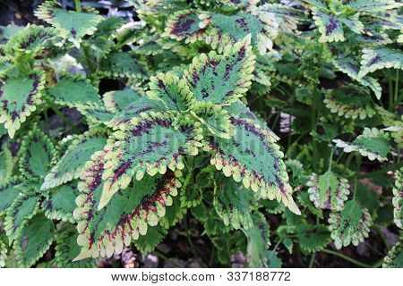 Red And Green Leaves Of The Coleus Plant, Scientific Name Is Coleus