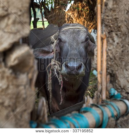 Closeup Face Of Egyptian Grey Buffalo Framed By Open Window Of Clay Stockyard In Traditional Egyptia
