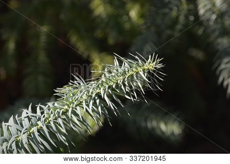 Hayata Tree Branch - Latin Name - Cunninghamia Lanceolata Var. Konishii
