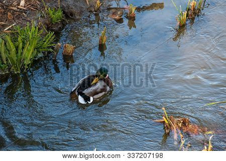 Ducks In The Manzanares River Recovered For Funa And Flora In The City Of Madrid