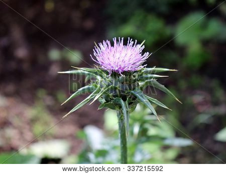 Silybum Marianum, Also Known As A Holy Thistle In Full Splendor .this Species Is An Annual Or Bienni