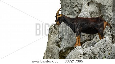 Goat Over The Rocks With Text Space At The Left Side
