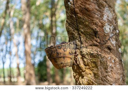 Rubber Tree (hevea Brasiliensis) Produces Latex. By Using Knife Cut At The Outer Surface Of The Trun