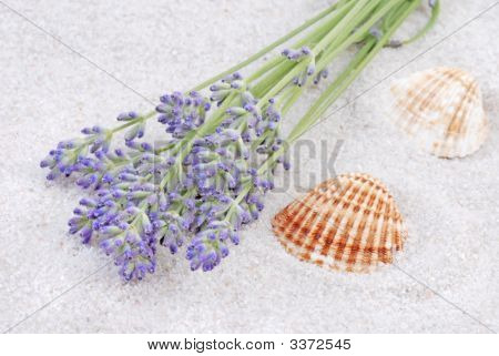 Shell e lavanda