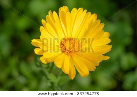 Beautiful Yellow Marigold Flower With Yellow-orange Heart On Green Background - Close-up