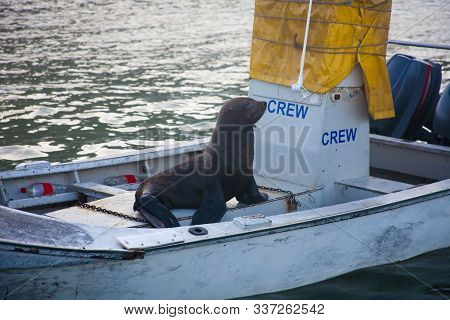 A Cape Fur Seal Posing As Crew On A Fishing Boat In Kalk Bay Harbour, Cape Town, South Africa
