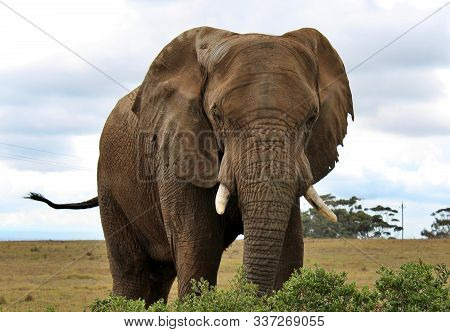 The Wild Animals Of South Africa, For Example, The Elephant
