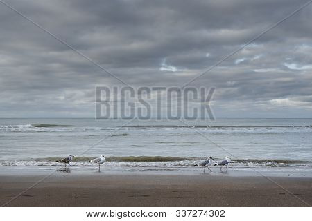 Nieuwpoort, Belgium - November 14, 02019: Seagulls On The Beach