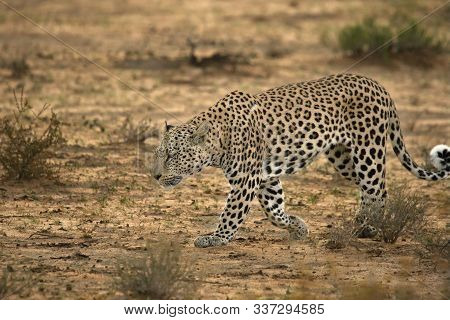 The African Leopard (panthera Pardus) Walking On Dry Sand  In Dry Bush. African Leopard In Kalahari 