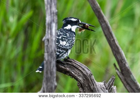 Amazon Kingfisher (chloroceryle Amazona) - Female, Cano Negro, Costa Rica