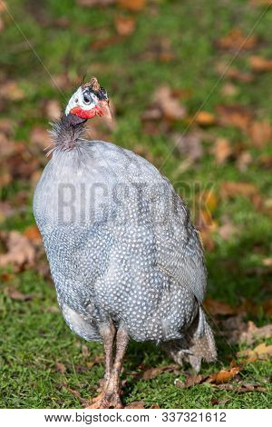 Portrait Of A Domestic Guinefowl On The Grass