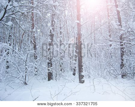 Branches Of Trees Covered With Thick Layer Of Snow. Frozen Time In Winter Forest. Trees In Snow In W