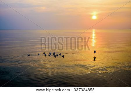 Flock Of Seagulls Birds Floating In The Sea, The Bright Sun On The Orange, Yellow Colorful Sky Sunli