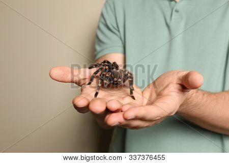 Man Holding Striped Knee Tarantula On Beige Background, Closeup