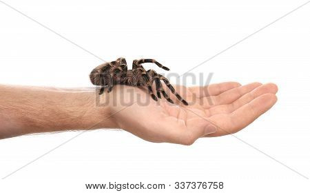 Man Holding Striped Knee Tarantula On White Background, Closeup