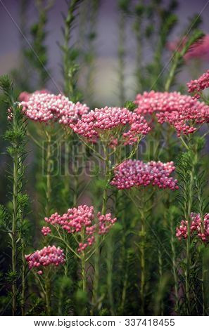Australian Native Pink Rice Flower Ozothamnus Diosmifolius, Family Asteraceae. Also Known As Gingham