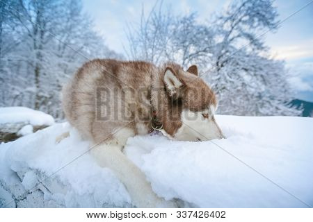Purebred Dog Breed A Weasel Lying In A Snow Drift.