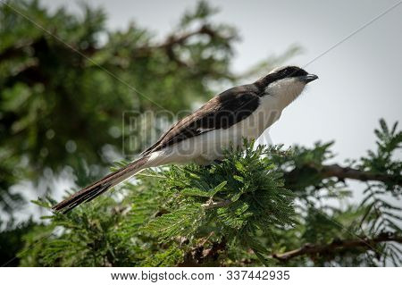 Grey-backed Fiscal Stretches Neck On Leafy Branch