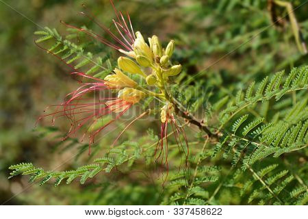 Bird Of Paradise Yellow Flowers - Latin Name - Caesalpinia Gilliesi (erythrostemon Gilliesii)