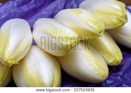 Fresh White Belgian Endive Or Chicory Heads