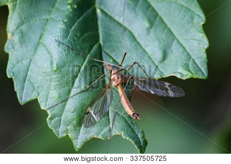 Macro Of A Long Legged Mosquito, Or Snake