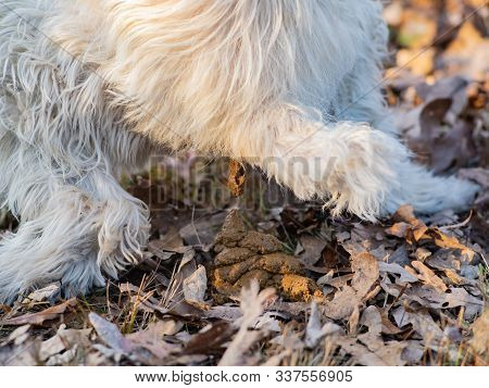 A Dogs Butt And The Poop Coming From It