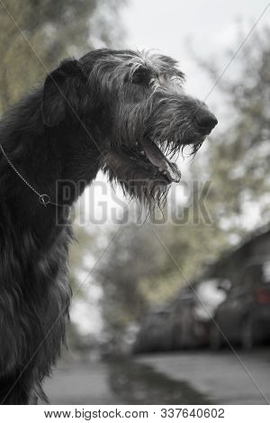 The Irish Wolfhound Is A Breed Of Hunting Dogs. One Of The Largest Dogs In The World. Irish Wolfhoun